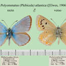 Sivun Polyommatus atlantica (Elwes 1906) kuva