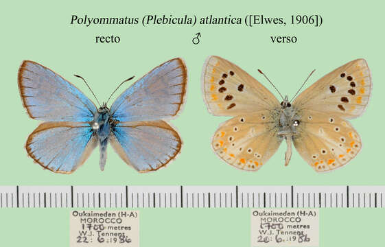 Polyommatus atlantica (Elwes 1906) resmi