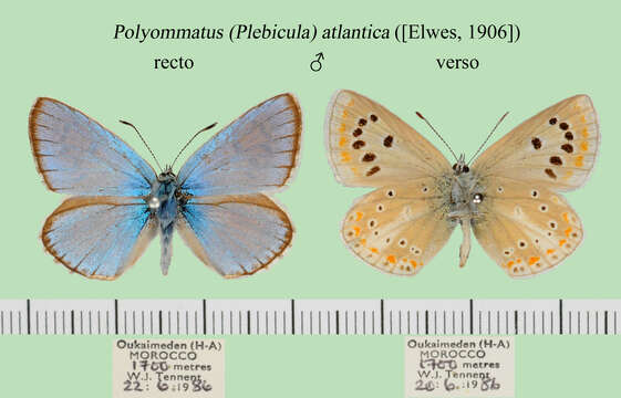 Слика од Polyommatus atlantica (Elwes 1906)