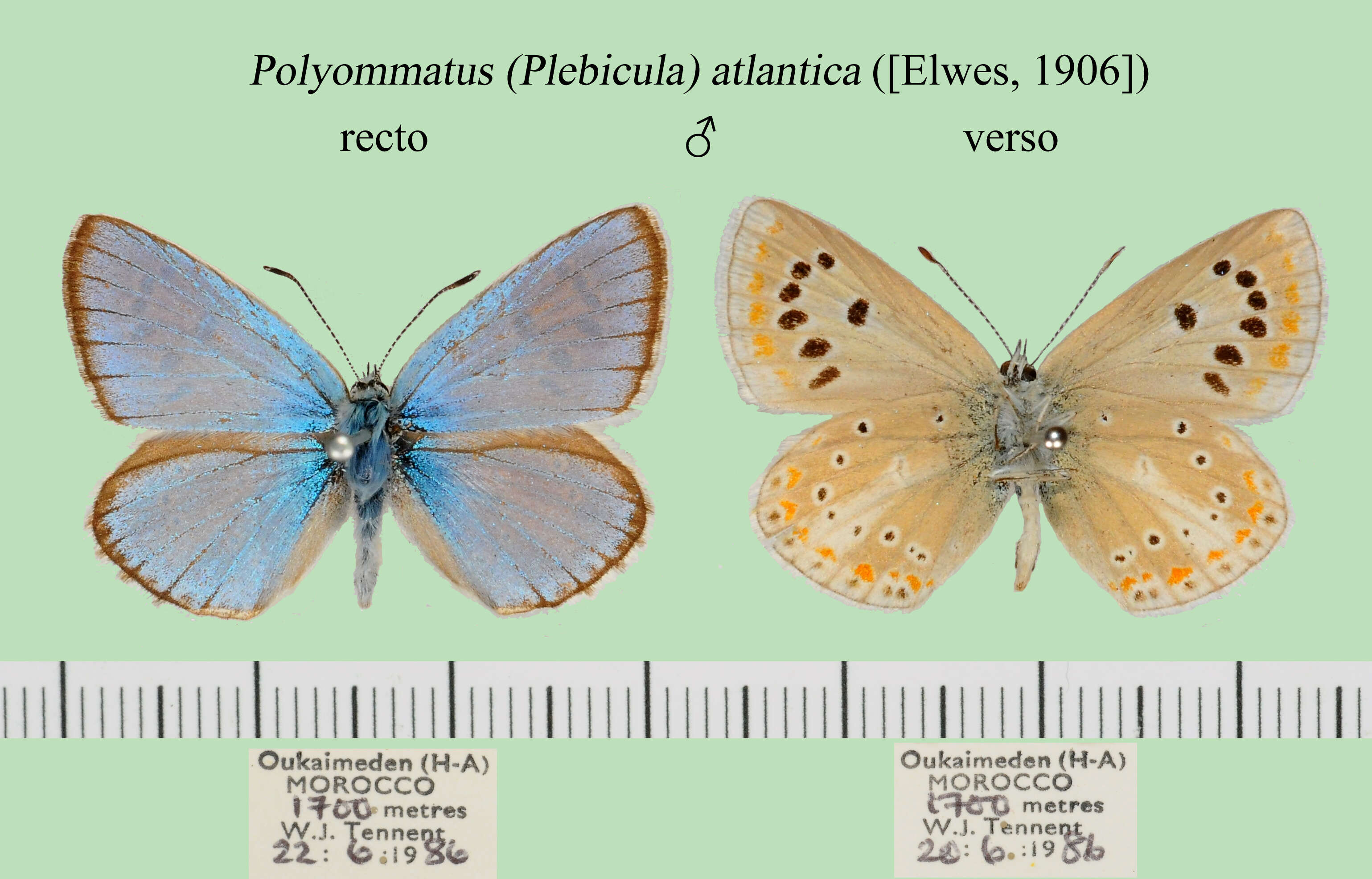 Polyommatus atlantica (Elwes 1906) resmi