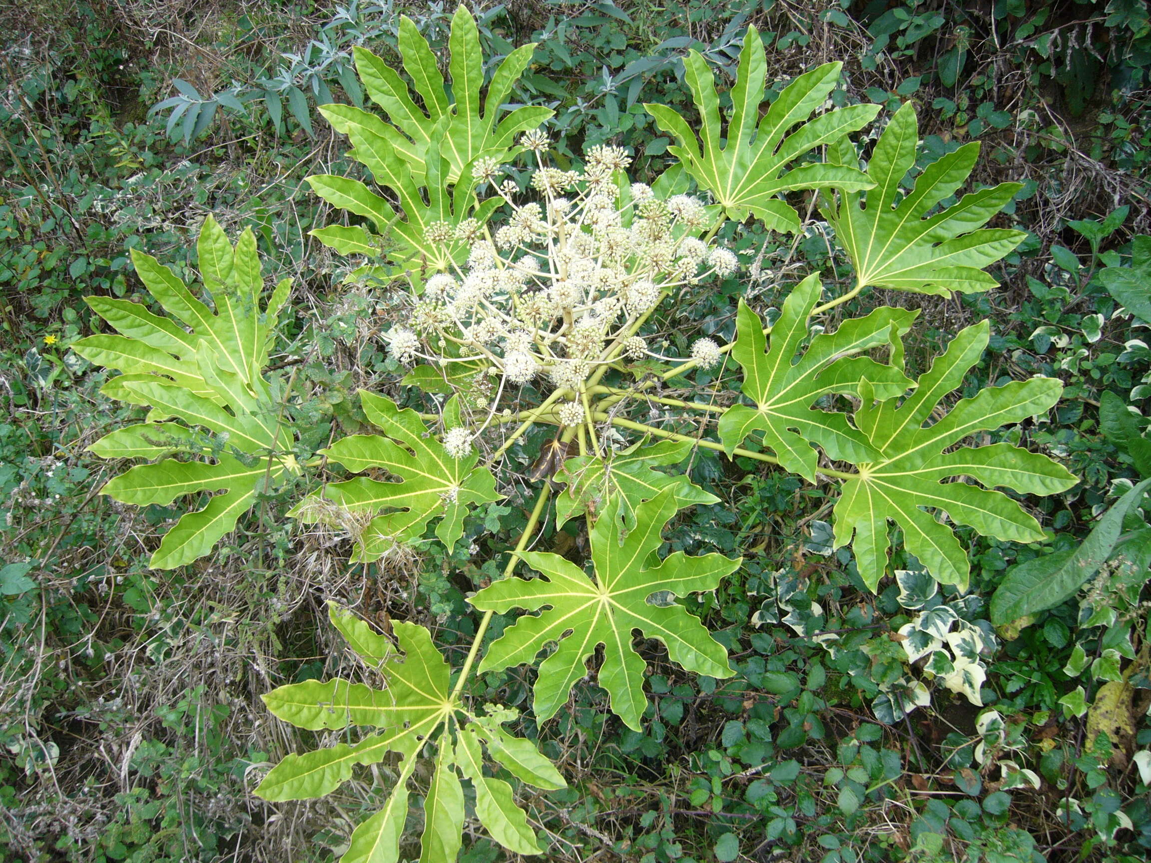 Image of fatsia