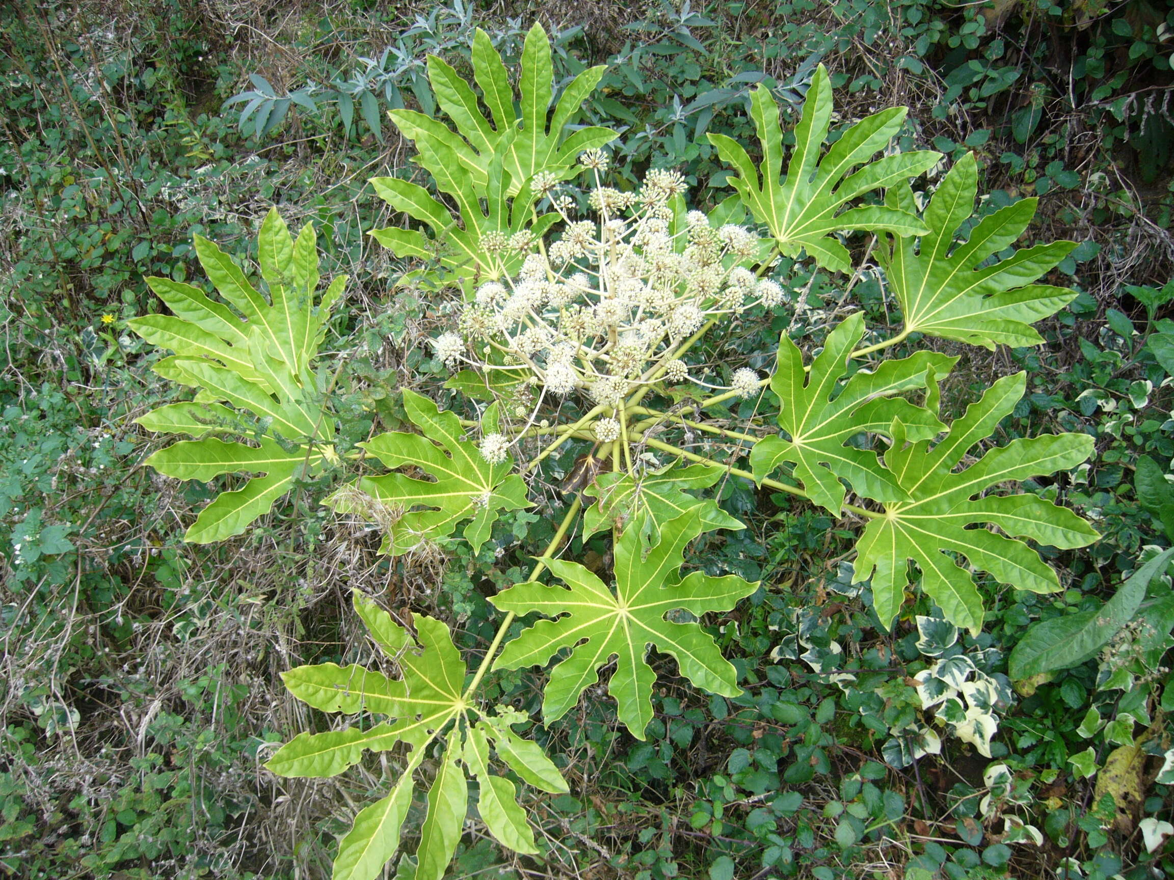 Image of fatsia