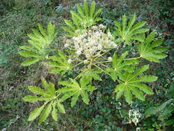 صورة Fatsia