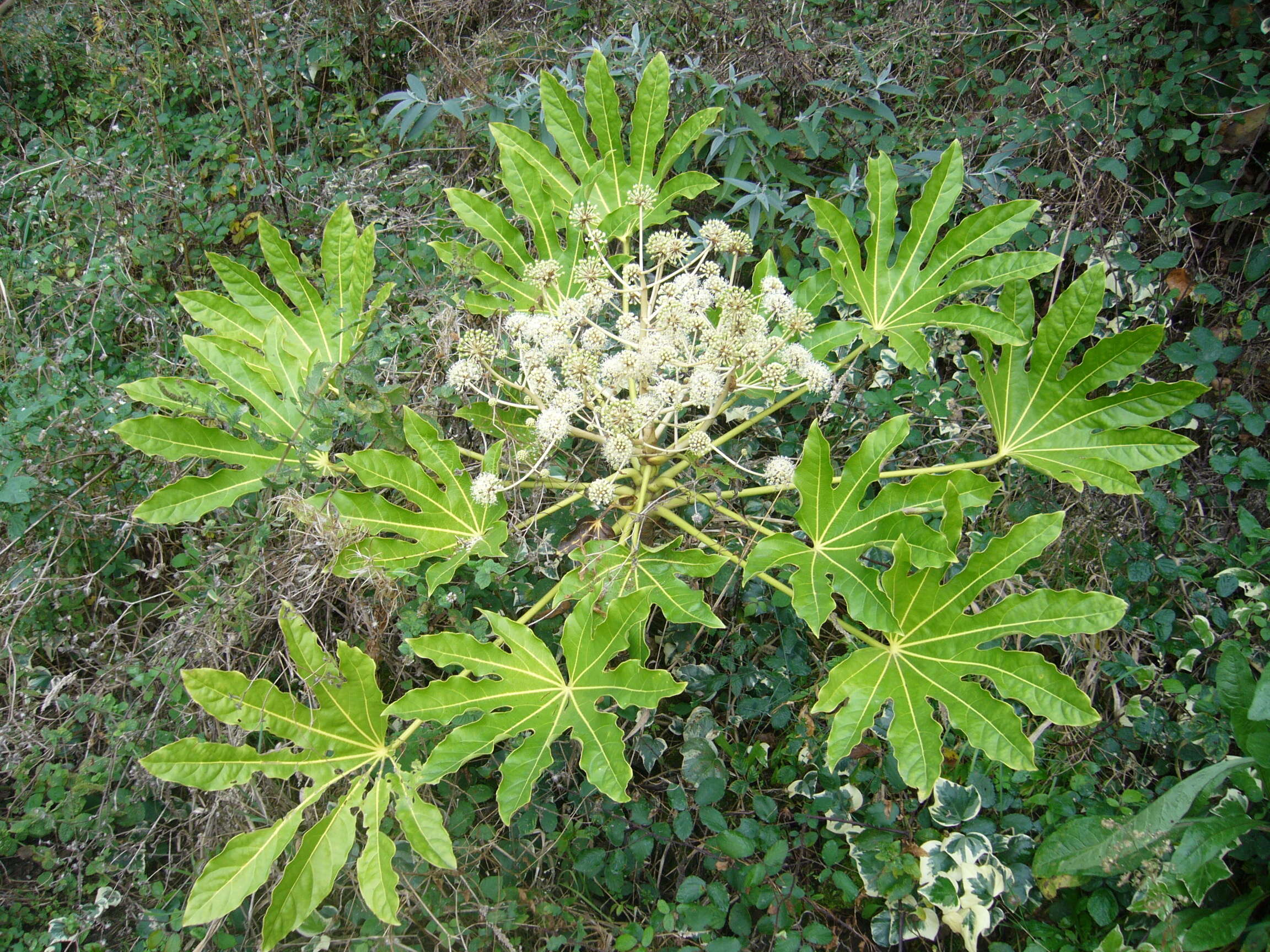 Image of fatsia
