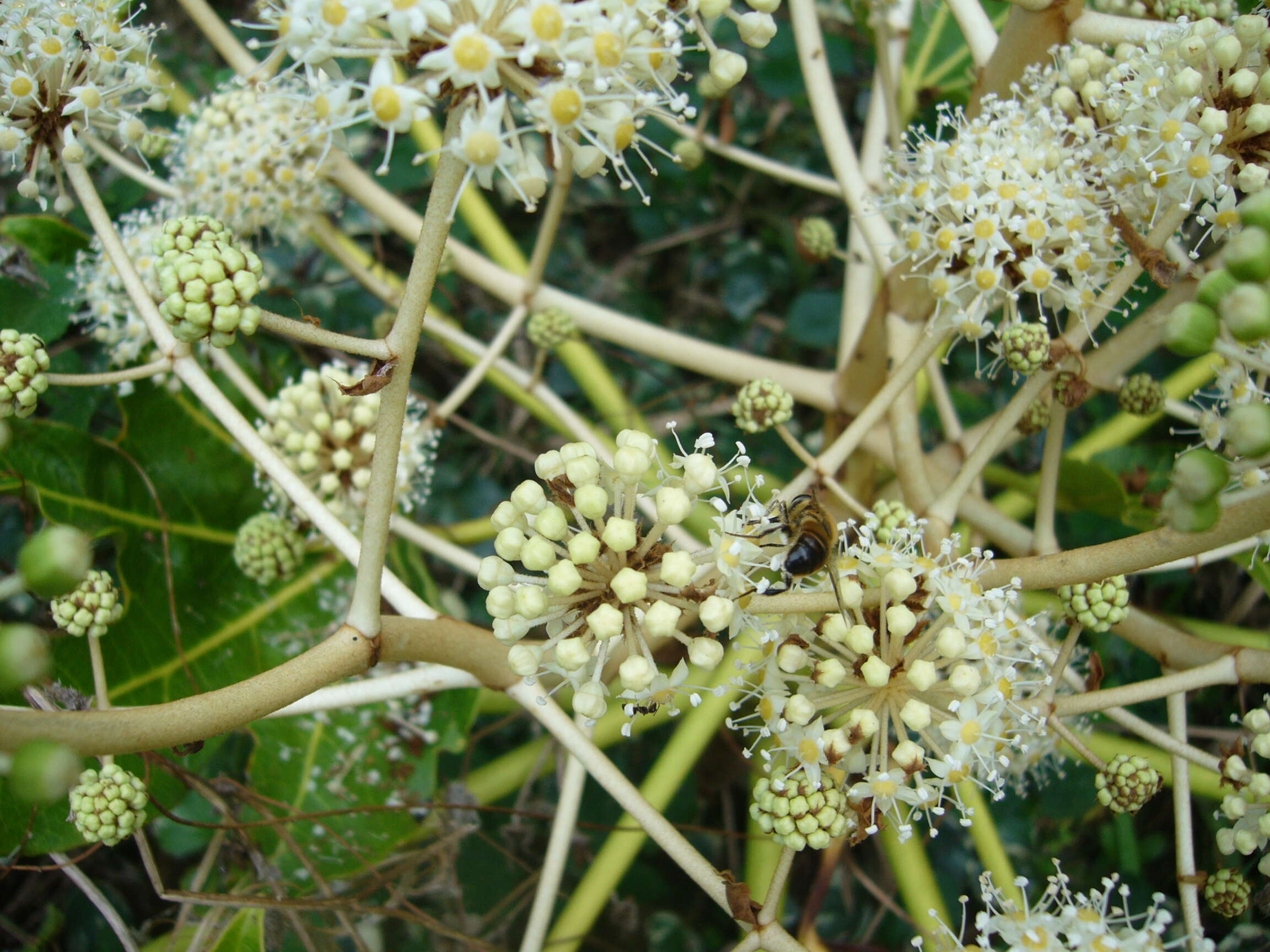 صورة Fatsia