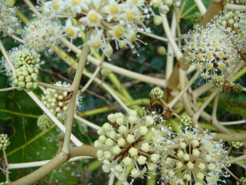 Image of fatsia