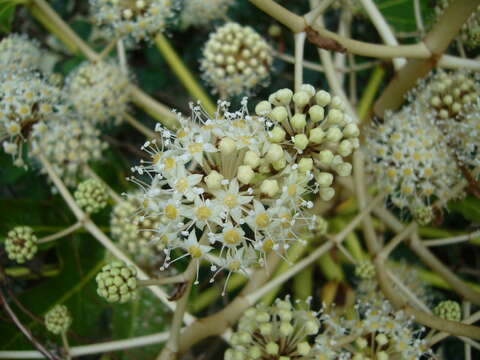 Image of fatsia