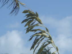 Image of seaoats