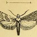 Image of Cochylis defessana Mann 1861