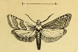 Image of Cochylis defessana Mann 1861