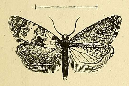Image of Cochylis salebrana Mann 1862