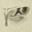 Image of Diceratura infantana Kennel 1899