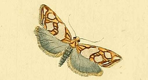 Image of Eugnosta lathoniana Hübner 1799