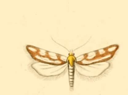 Image of Eugnosta parreyssiana