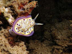 Image of Purple spot skirt lifter slug