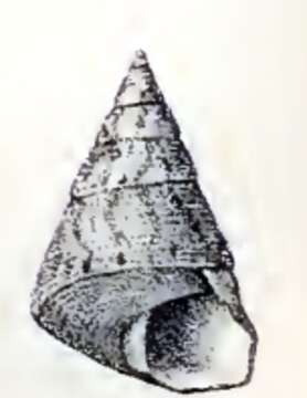 Image of Jujubinus suarezensis (P. Fischer 1878)