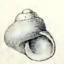 Image of Nanula tasmanica (Petterd 1879)