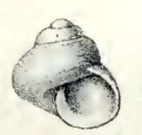 Image of Nanula tasmanica (Petterd 1879)