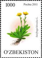 Image of Yellow Marsh Saxifrage