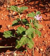 Image of Hill hibiscus