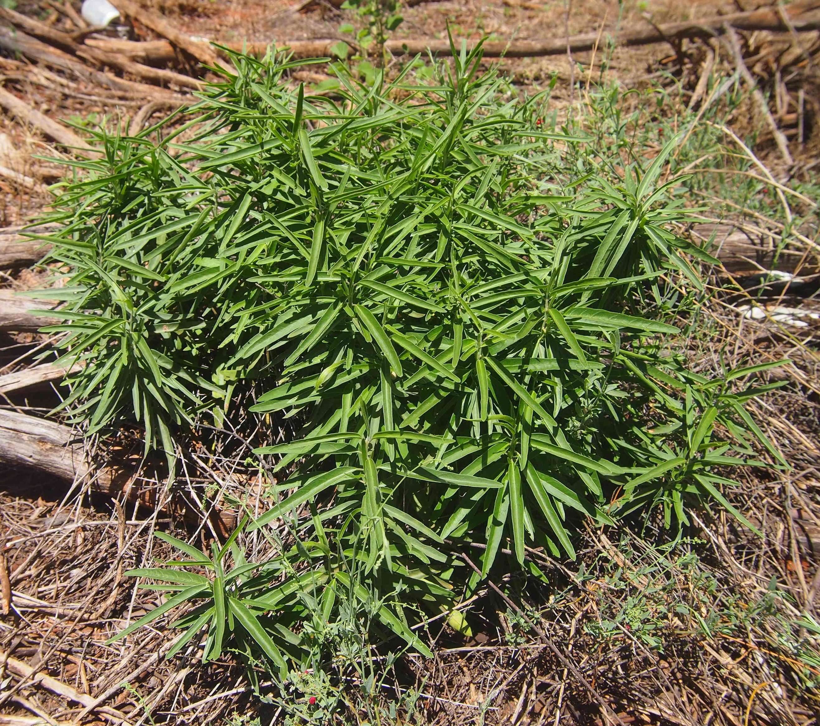 Image of Marsdenia australis (R. Br.) Druce