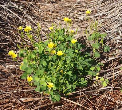 Image de Oxalis stricta