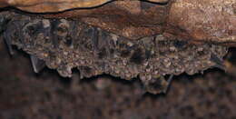 Image of Little Bent-winged Bat