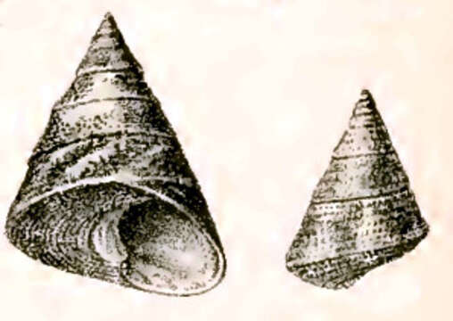 Image of Odontotrochus P. Fischer 1879