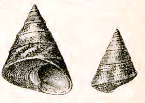 Image of Odontotrochus P. Fischer 1879