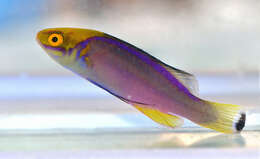 Image of Claire&#39;s fairy wrasse