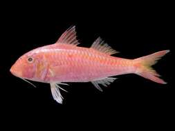Image of Cinnabar goatfish