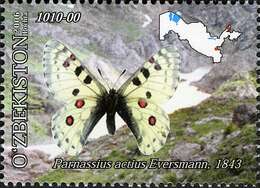 Слика од Parnassius actius (Eversmann 1843)