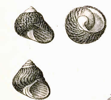 Image de Oxystele fulgurata (Philippi 1849)
