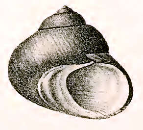 Image of pink-lipped topshell