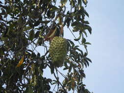 Image of soursop