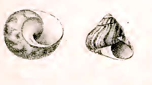 Image of Oxystele tabularis (F. Krauss 1848)