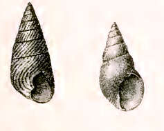 Image of Phasianotrochus apicinus (Menke 1843)