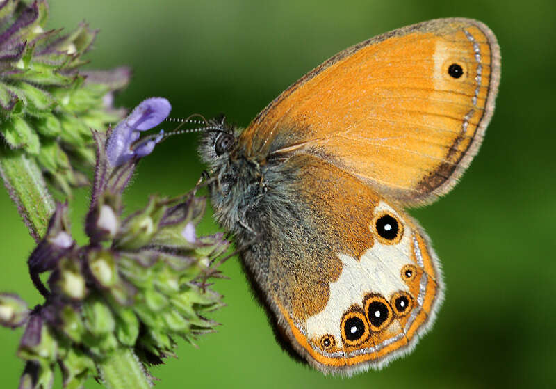 Sivun Coenonympha arcania Linnaeus 1761 kuva