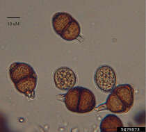 Image de Puccinia menthae Pers. 1801