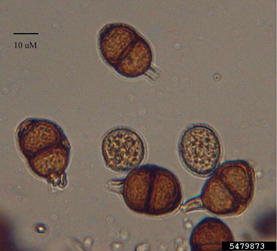 Image de Puccinia menthae Pers. 1801