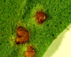 Image de Puccinia menthae Pers. 1801