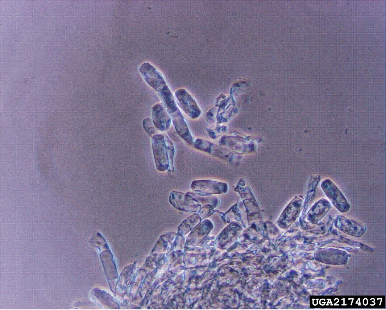 Image de Puccinia menthae Pers. 1801