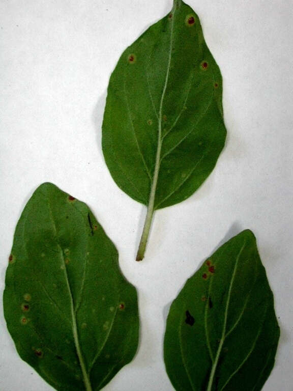 Image de Puccinia menthae Pers. 1801