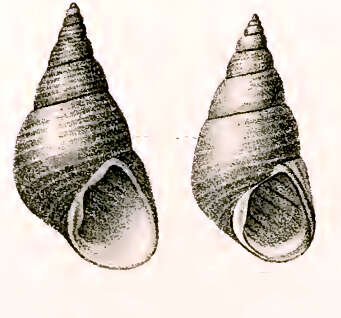 Image of Phasianotrochus eximius (Perry 1811)