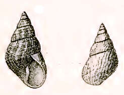 Image of Phasianotrochus irisodontes (Quoy & Gaimard 1834)