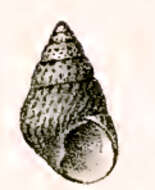 Image of Phasianotrochus rutilus (A. Adams 1853)