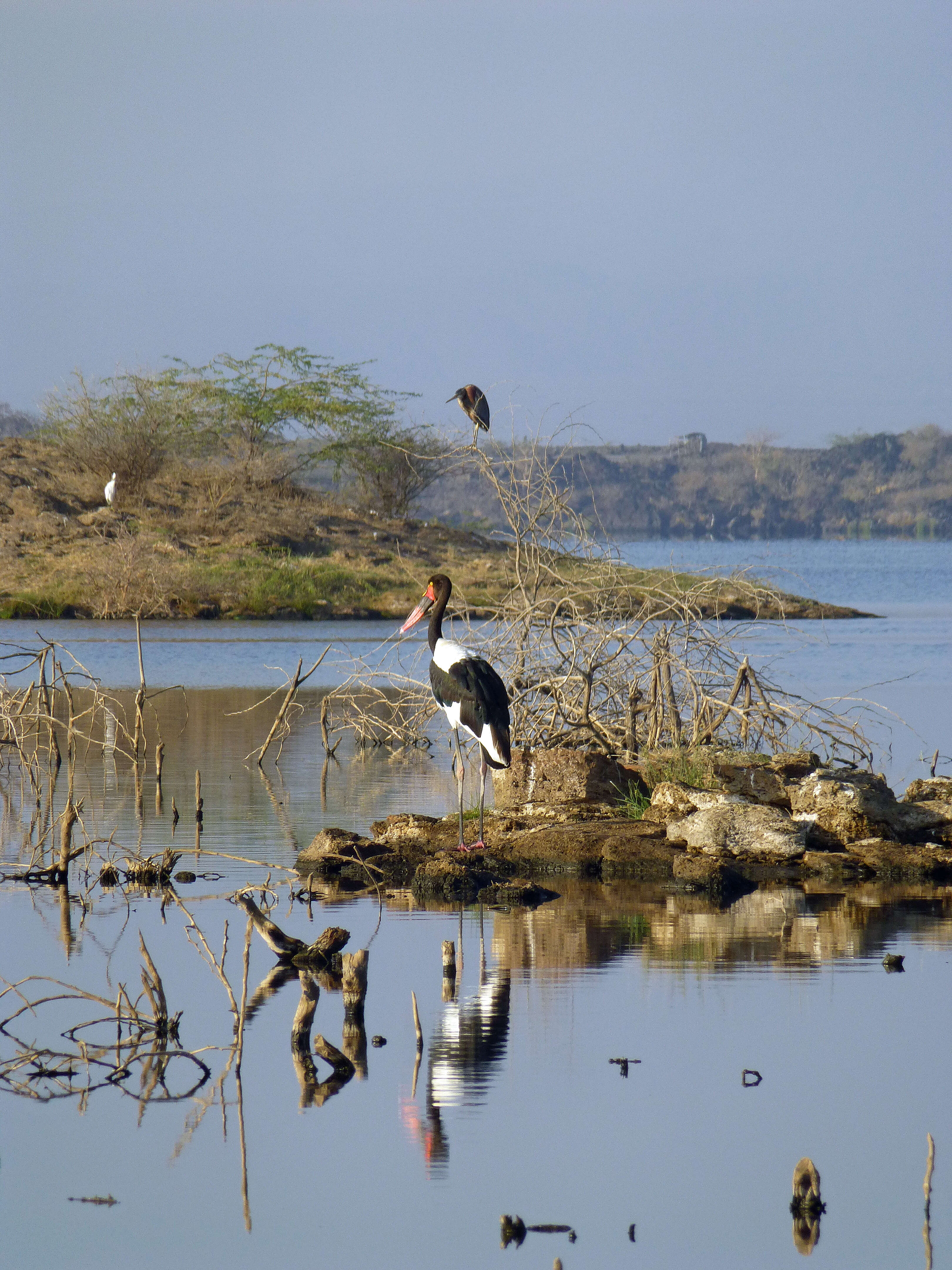 Image of Saddle-billed Stork