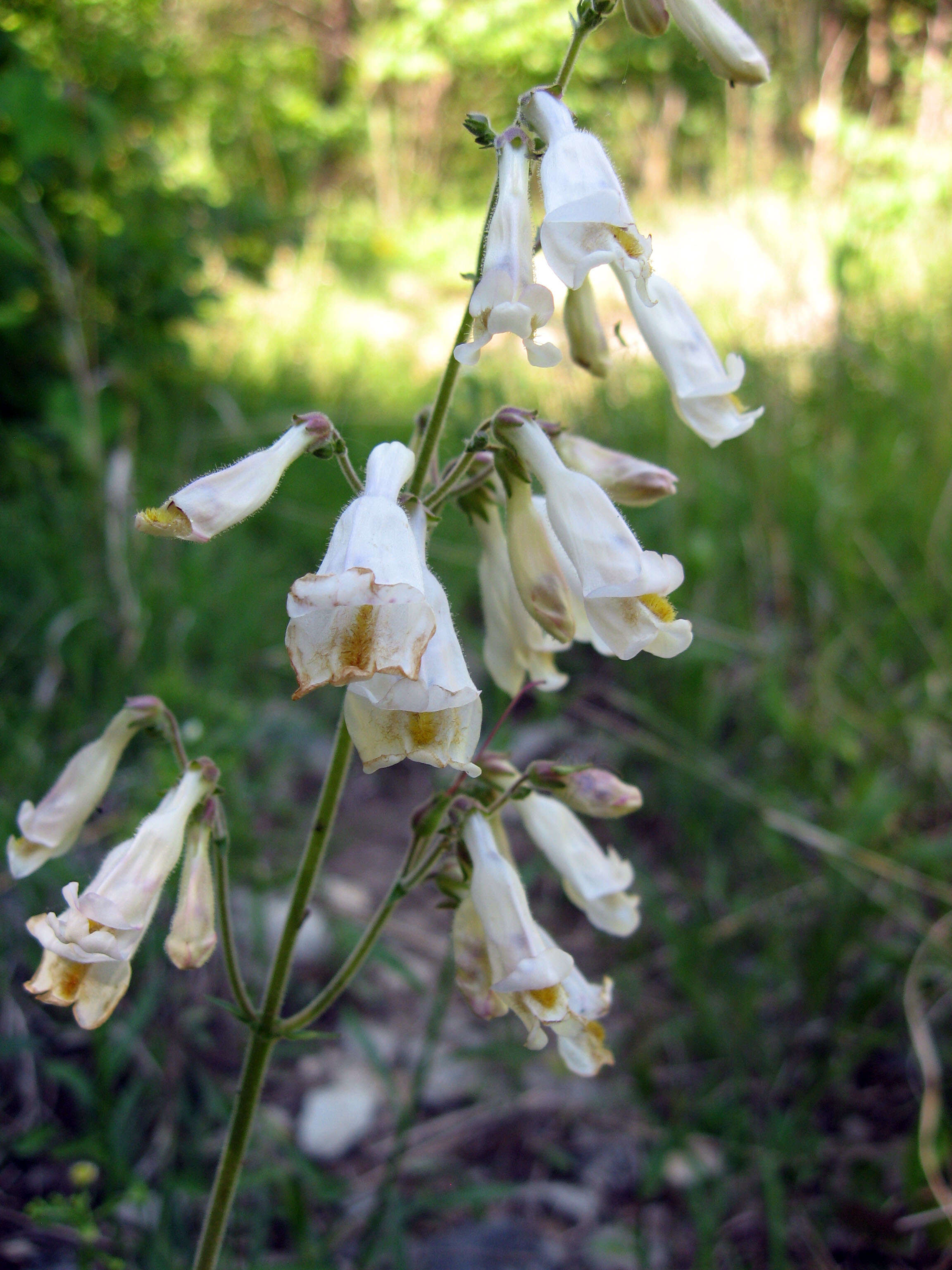 Image of eastern whiteflower beardtongue