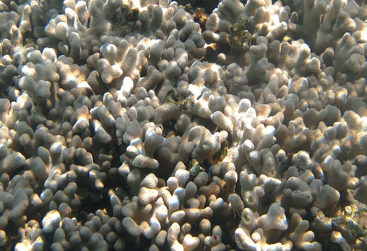 Image de Porites compressa Dana 1846