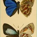 Image of Hypochrysops pagenstecheri Ribbe 1899